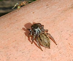 Habronattus pyrrithrix