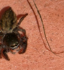 Habronattus pyrrithrix