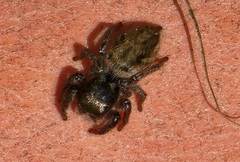 Habronattus pyrrithrix