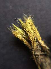 Syntrichia antarctica