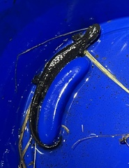 Ambystoma jeffersonianum