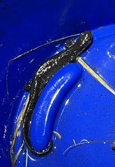Ambystoma jeffersonianum