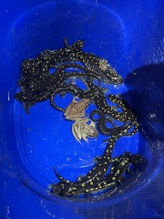 Ambystoma jeffersonianum