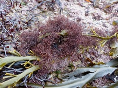 Vertebrata lanosa