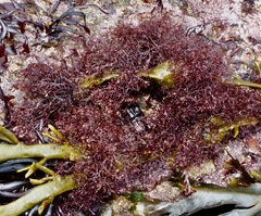 Vertebrata lanosa