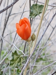 Sphaeralcea ambigua