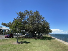Ficus macrophylla
