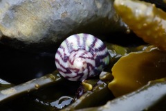 Steromphala umbilicalis