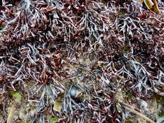 Chondrus crispus