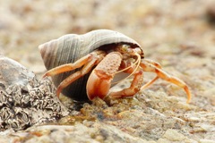 Pagurus bernhardus