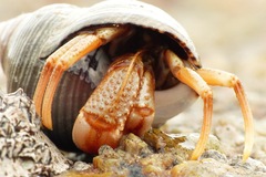 Pagurus bernhardus