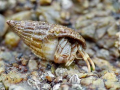 Pagurus bernhardus