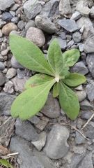 Pluchea carolinensis