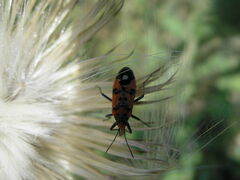 Lygaeus equestris
