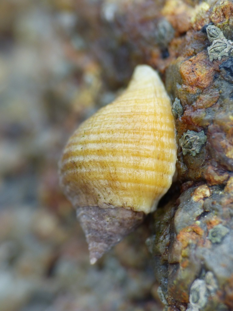 Atlantic Dogwhelk from Trégastel, France on February 19, 2023 at 02:10 ...