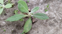 Pluchea carolinensis