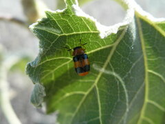 Coptocephala gebleri