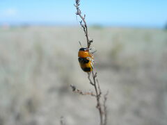 Coptocephala gebleri