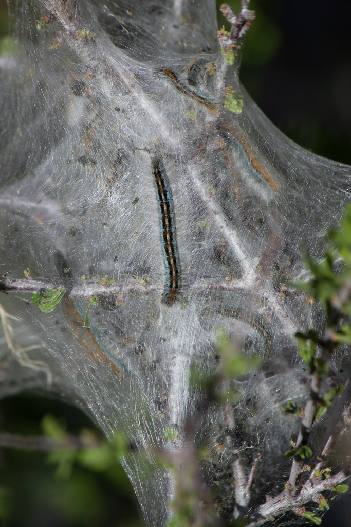 Western Tent Caterpillar Moth from Pinon Hills, CA, USA on March 23 ...