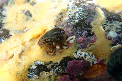 Monetaria caputophidii