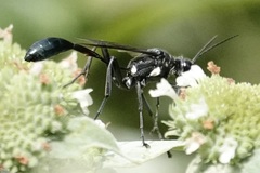 Eremnophila aureonotata