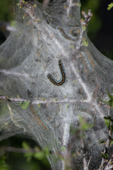 Malacosoma californica