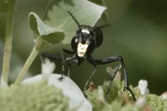Eremnophila aureonotata