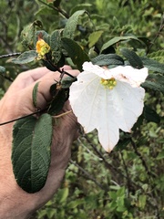 Dalechampia schippii