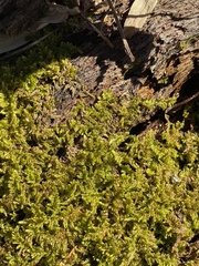 Callicladium imponens