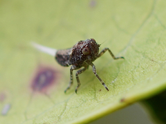 Danepteryx