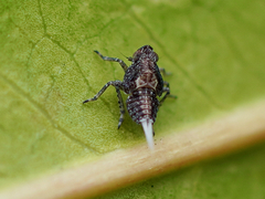 Danepteryx