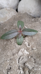 Boehmeria densiflora