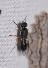 Acanthasargus