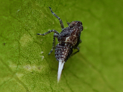 Danepteryx