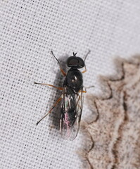 Acanthasargus