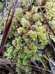 Sphagnum perichaetiale