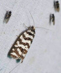 Paracochylis amoenana