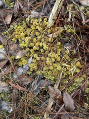 Sphagnum perichaetiale
