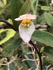 Dalechampia schippii
