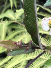 Dalechampia schippii