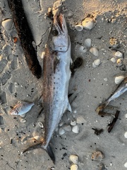 Scomberomorus maculatus