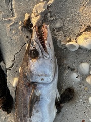 Scomberomorus maculatus