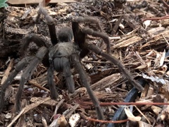 Aphonopelma steindachneri