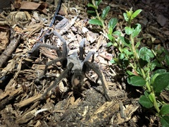 Aphonopelma steindachneri