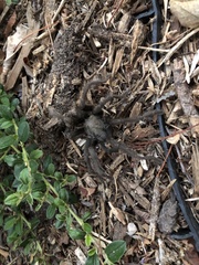 Aphonopelma steindachneri