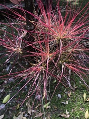 Tillandsia schiedeana
