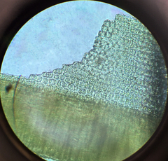 Syntrichia antarctica