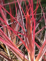 Tillandsia schiedeana