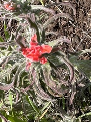 Castilleja foliolosa