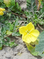 Oenothera triloba